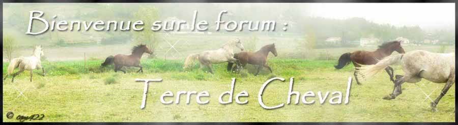 Terre de Cheval Forum Index
