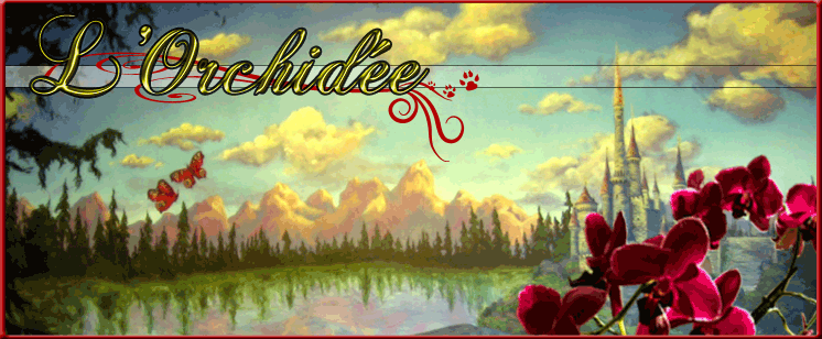 L'Orchidée Index du Forum