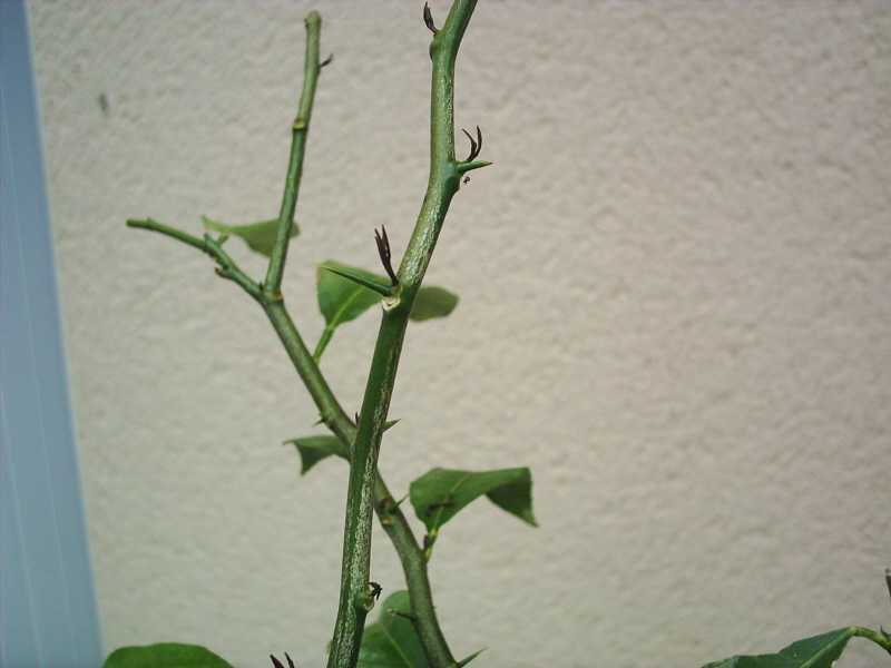 Image: citronnier1-013-35ead8.jpg