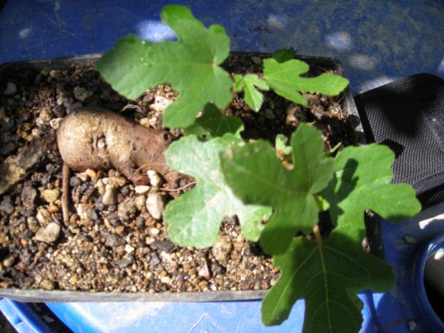 Image: rosa-chinensis-1-...erest-004-37b3aa.jpg