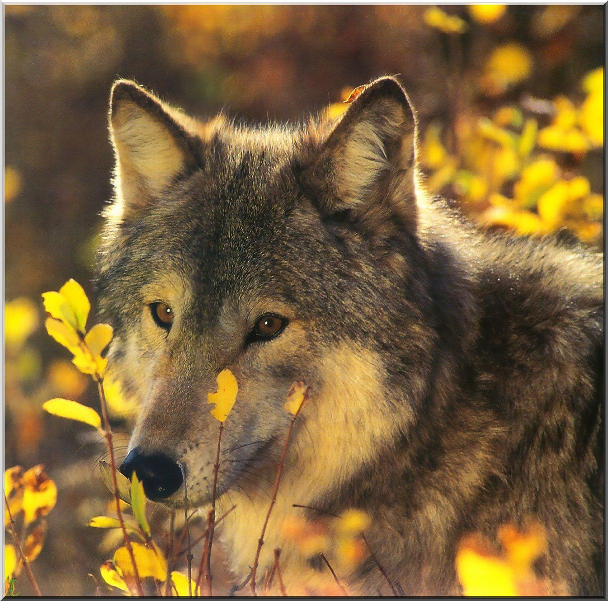 image-loup-fleurs-fanfan