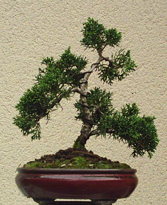 Image: juniperus-020-330edb.jpg