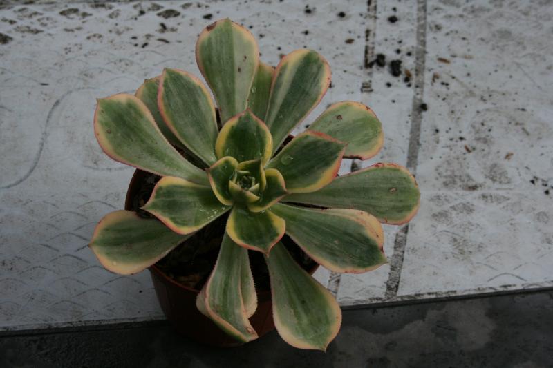 Aeonium ' Sunburst ' Aeonium-sunburst-oct-2010-2137b14