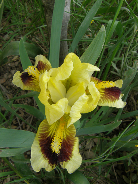 Image: 080429---iris-nain---02b-31313b.jpg