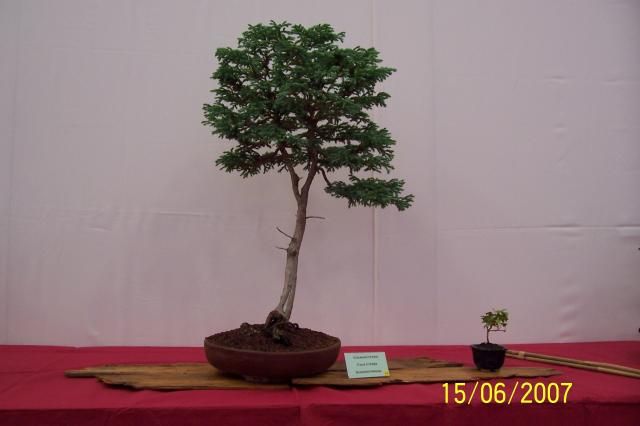 Image: 100_6858-42062f.jpg