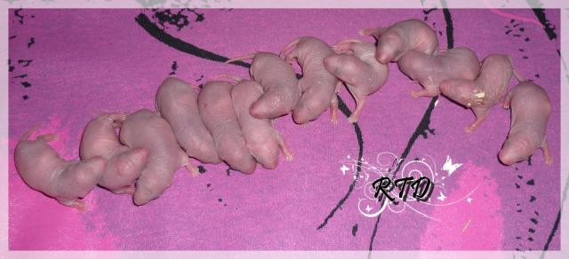 Zig-zag x RTR Panda, de jolies crevettes Le-groupe-4--a2b323