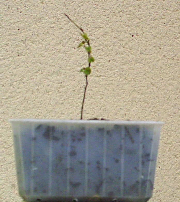 Image: arbre-de-jud-e1-008-335844.jpg