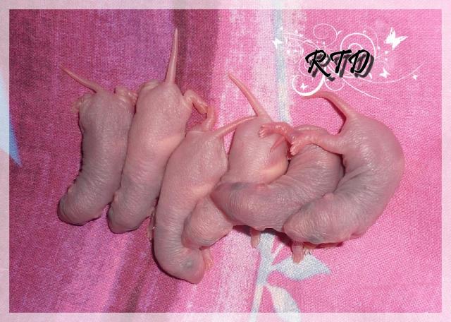 Zig-zag x RTR Panda, de jolies crevettes P1010984-a2b974