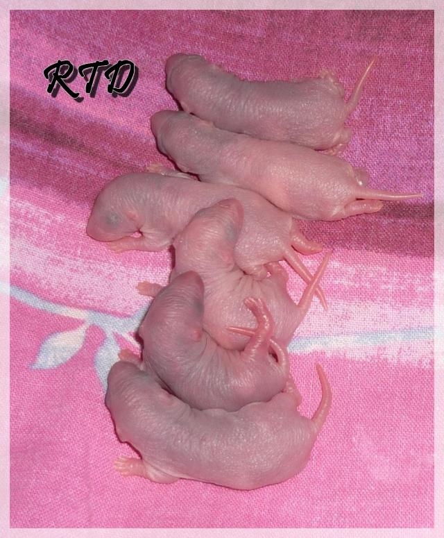 Zig-zag x RTR Panda, de jolies crevettes P1010986-a2b9b3