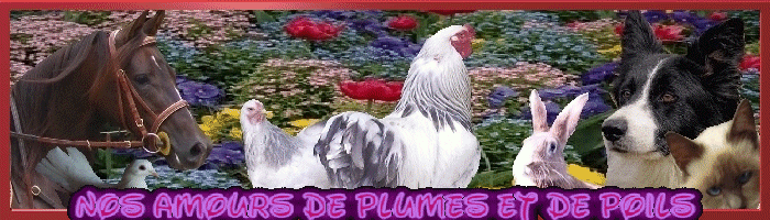 Nos Amours de Plumes et de Poils Forum Index