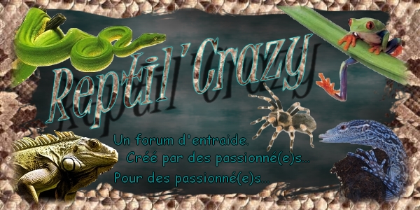 Reptil crazy