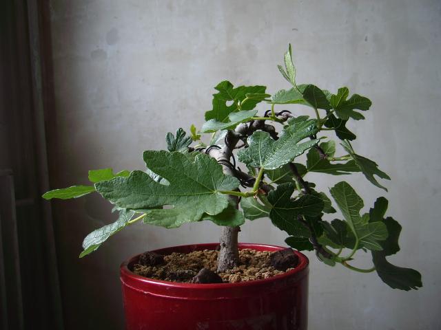 Image: sa550310-37cedf.jpg