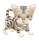 http://img26.xooimage.com/files/e/3/d/chaton-tigr-gris-...-petit-2-1f4cd32.png