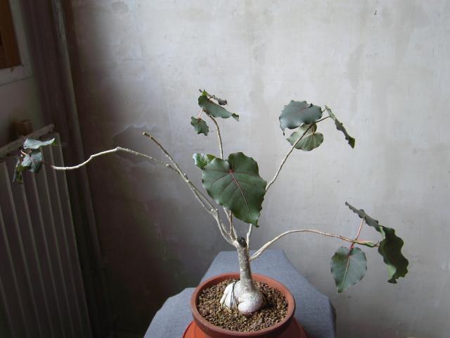 Image: sa550508-53744c.jpg